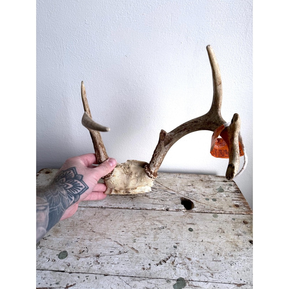 5 Point Whitetail Deer Antler Taxidermy Mount Michigan Lodge Wall Decor‎